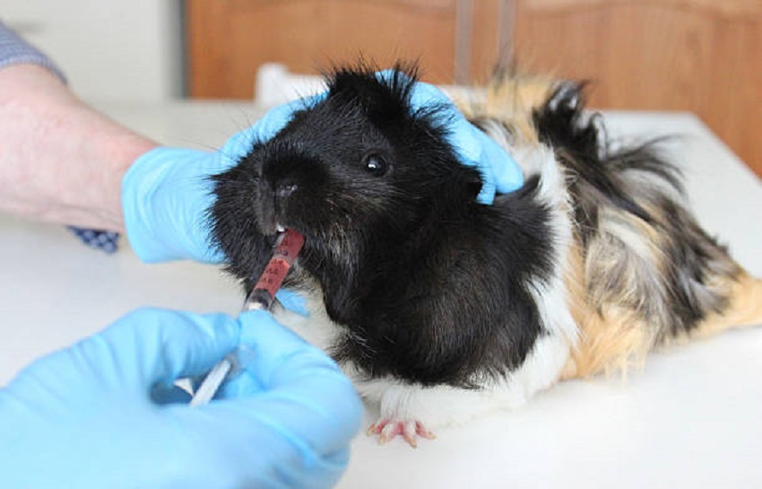 Jakékoliv zdravotní komplikace konzultujte s veterinářem Nemoci morčat